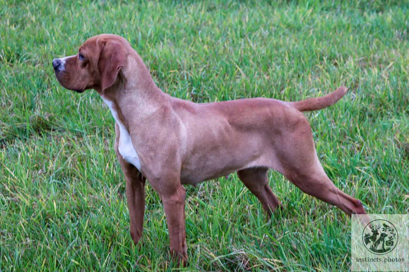 Publication : Vom hundegelaut Auteur : Maëlle KUEHN