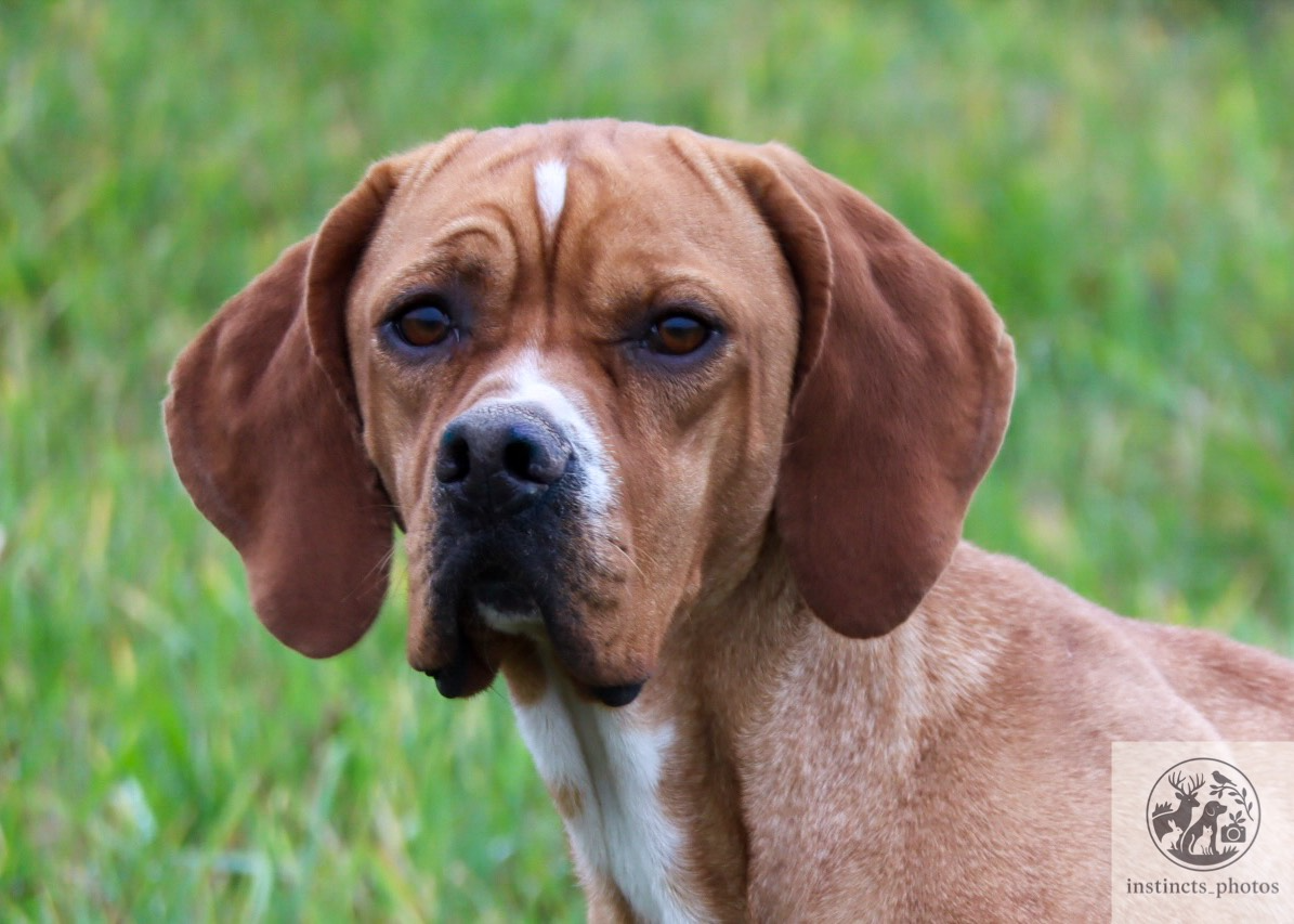 Publication : Vom hundegelaut Auteur : Maëlle KUEHN