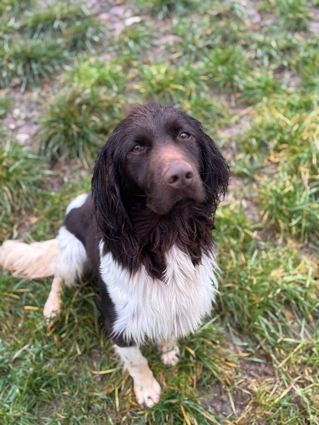 Publication : Vom hundegelaut Auteur : Maëlle KUEHN