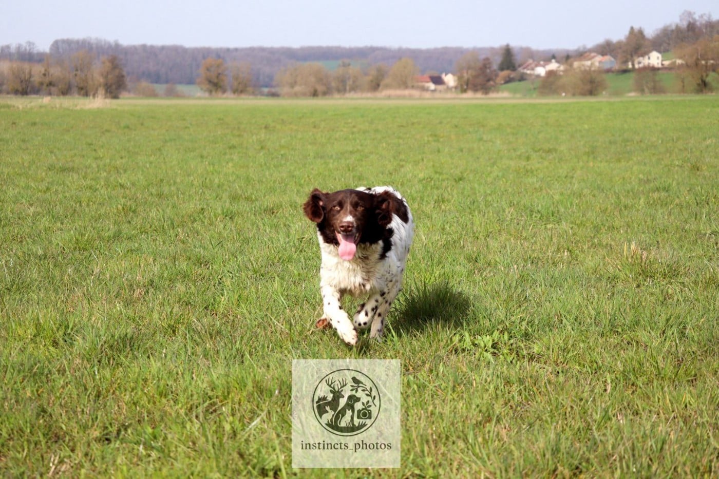 Asta Vom hundegelaut