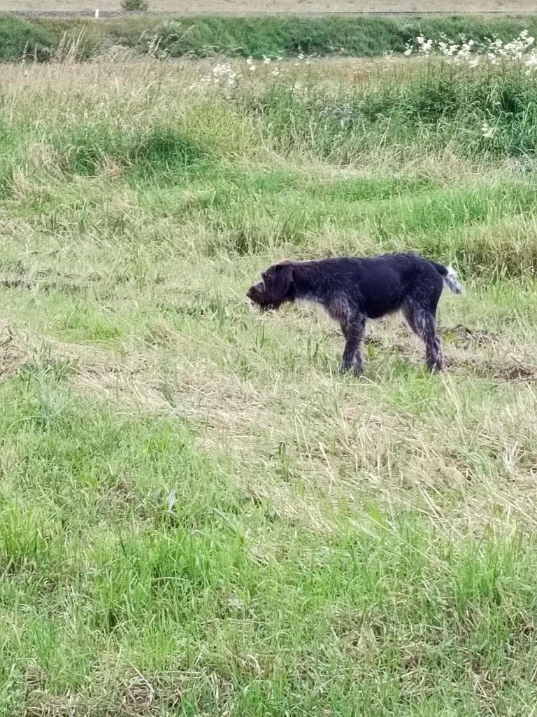 Torpille Vom hundegelaut