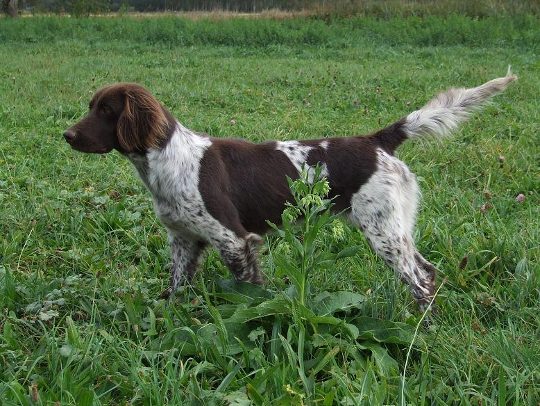 Publication : Vom hundegelaut Auteur : Angélique A.