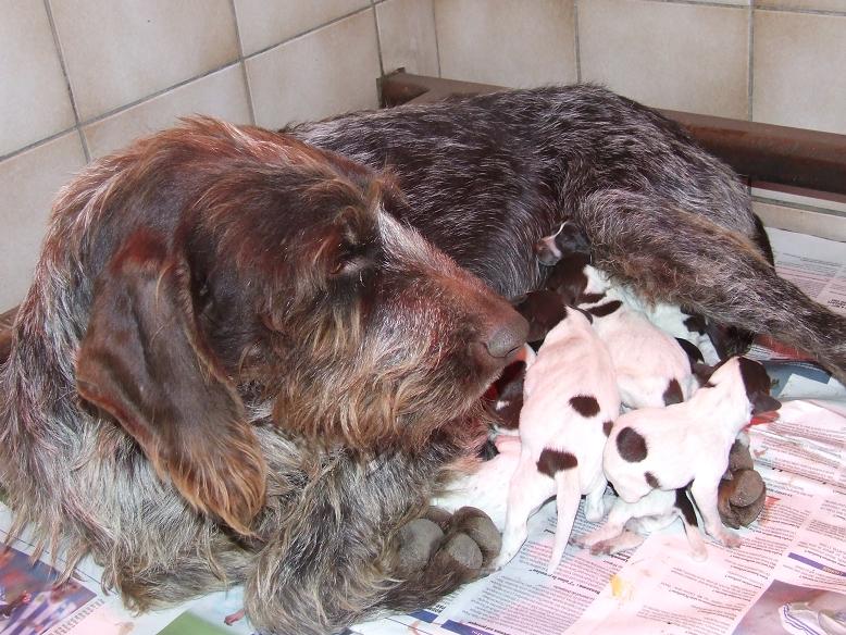 Publication : Vom hundegelaut Auteur : Angélique A.