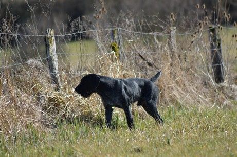 Rex Vom hundegelaut