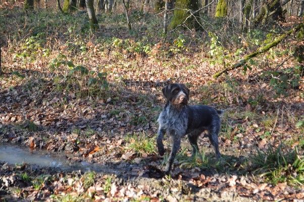 Tasco Vom hundegelaut
