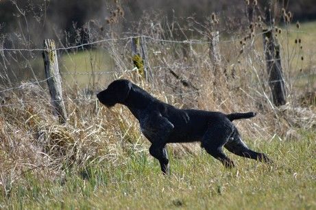 Rex Vom hundegelaut