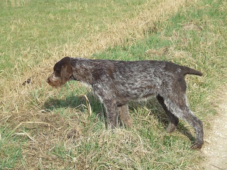 Epine Vom hundegelaut