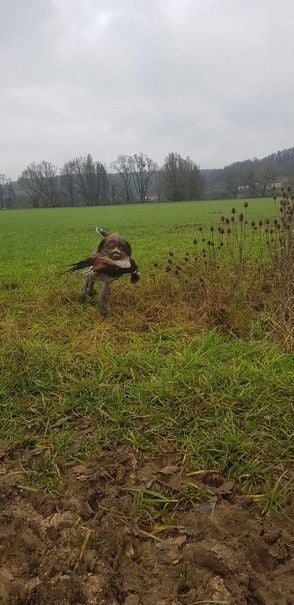 Tasco Vom hundegelaut