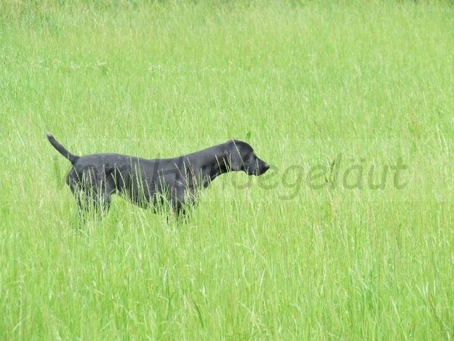 Publication : Vom hundegelaut Auteur : Angélique