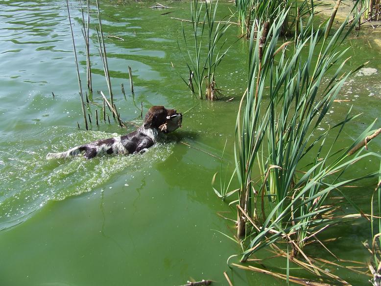 Publication : Vom hundegelaut Auteur : Angélique A.