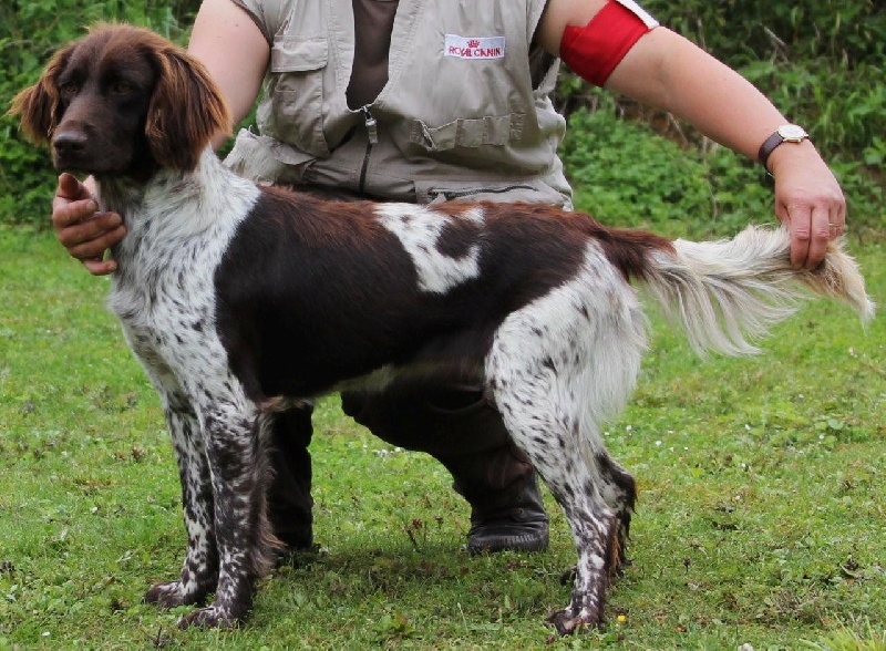 Publication : Vom hundegelaut Auteur : Angélique A.