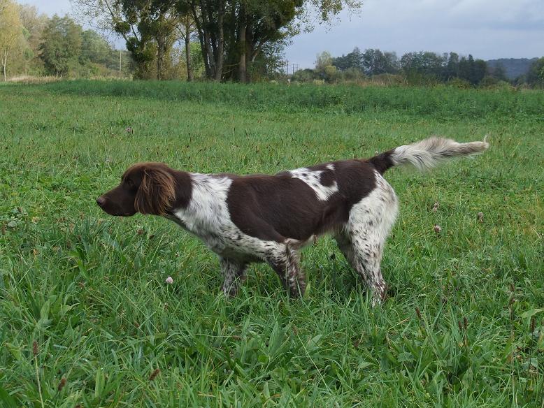 Publication : Vom hundegelaut Auteur : Angélique A.
