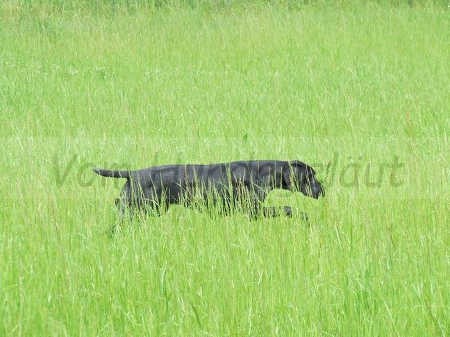 Publication : Vom hundegelaut Auteur : Angélique