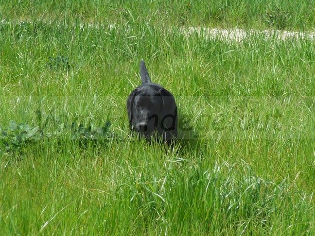 Publication : Vom hundegelaut Auteur : Angélique