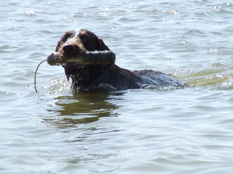 Epine Vom hundegelaut
