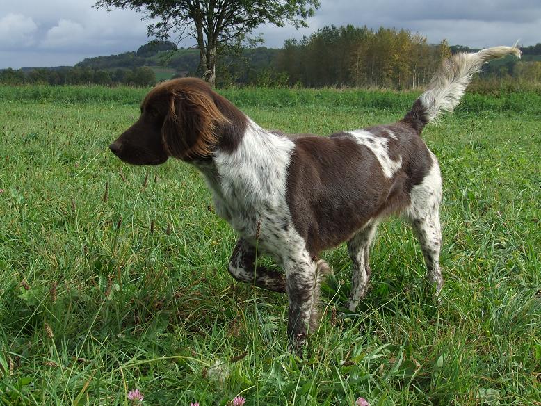Publication : Vom hundegelaut Auteur : Angélique A.