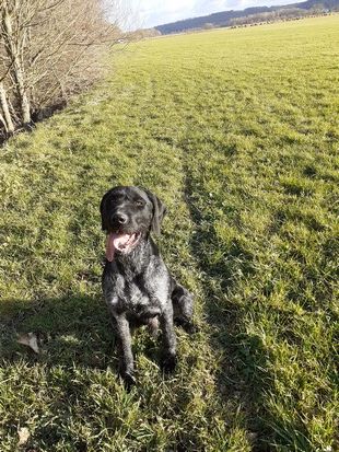 Rex Vom hundegelaut