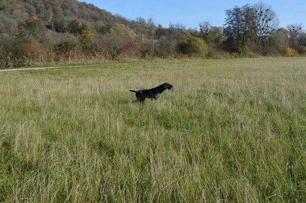 Rex Vom hundegelaut