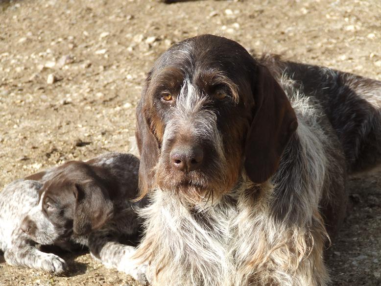 Publication : Vom hundegelaut Auteur : Angélique A.