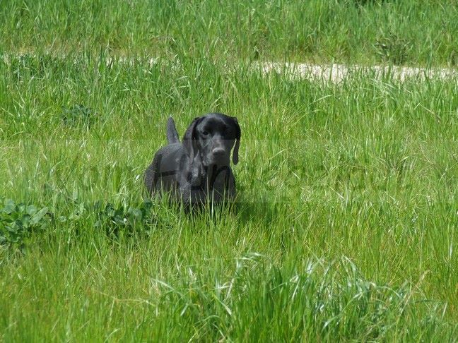 Publication : Vom hundegelaut Auteur : Angélique