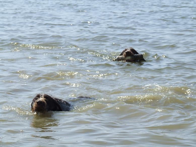 Epine Vom hundegelaut