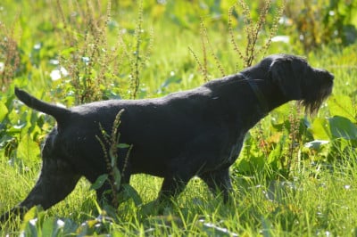 Vom hundegelaut