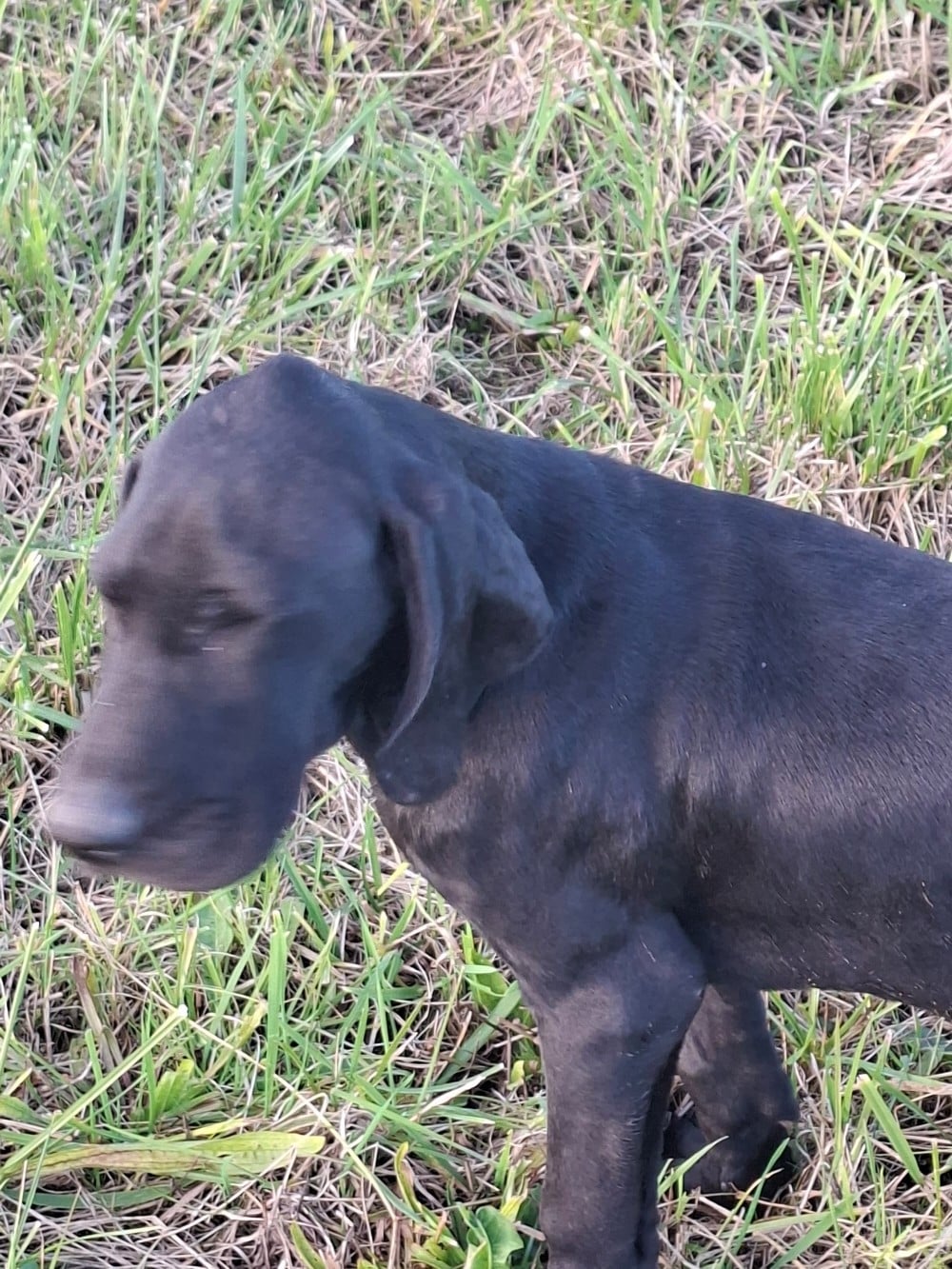 Braque allemand à poil court - Vom hundegelaut