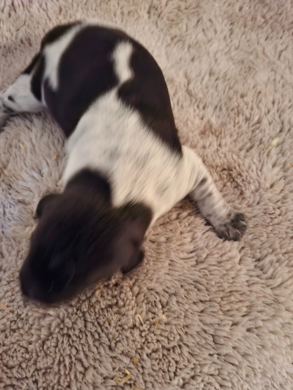 CHIOT 2