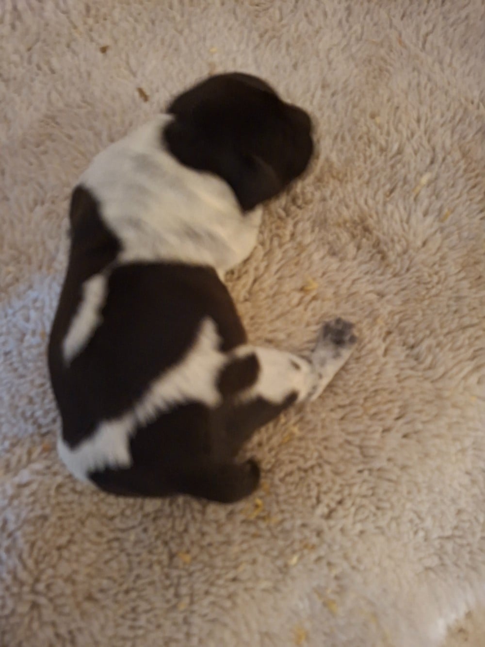 CHIOT 2