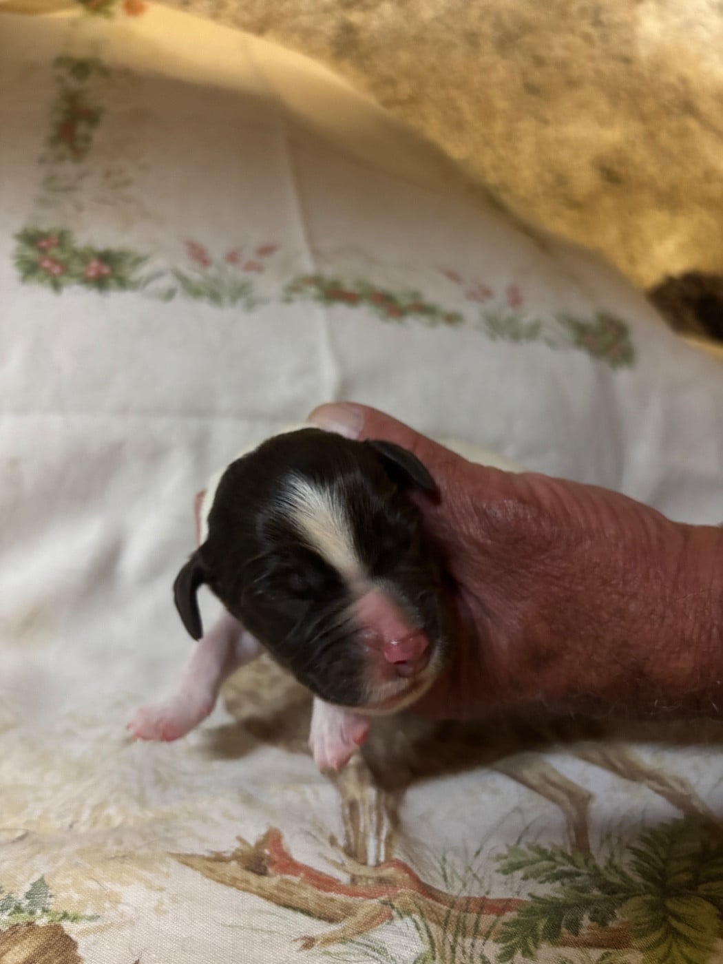 Chiot N°2