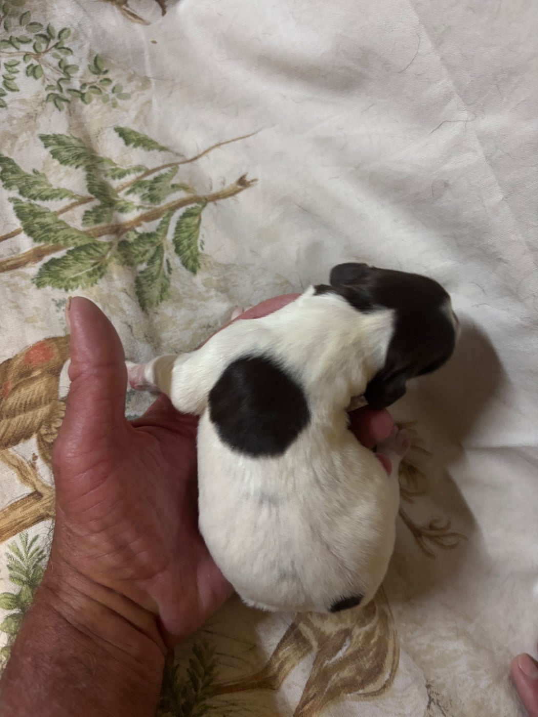 Chiot N°2