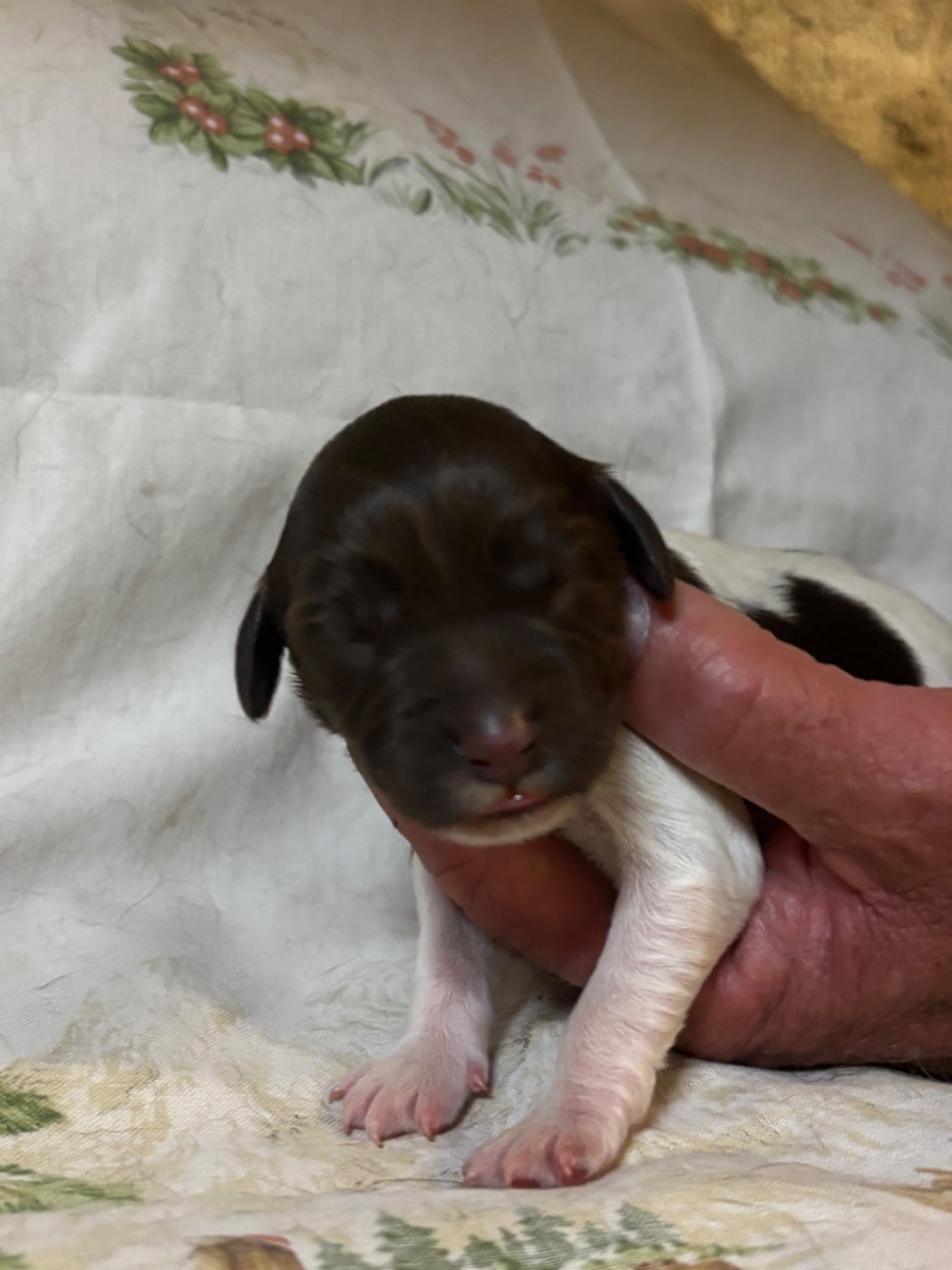 Chiot N°3