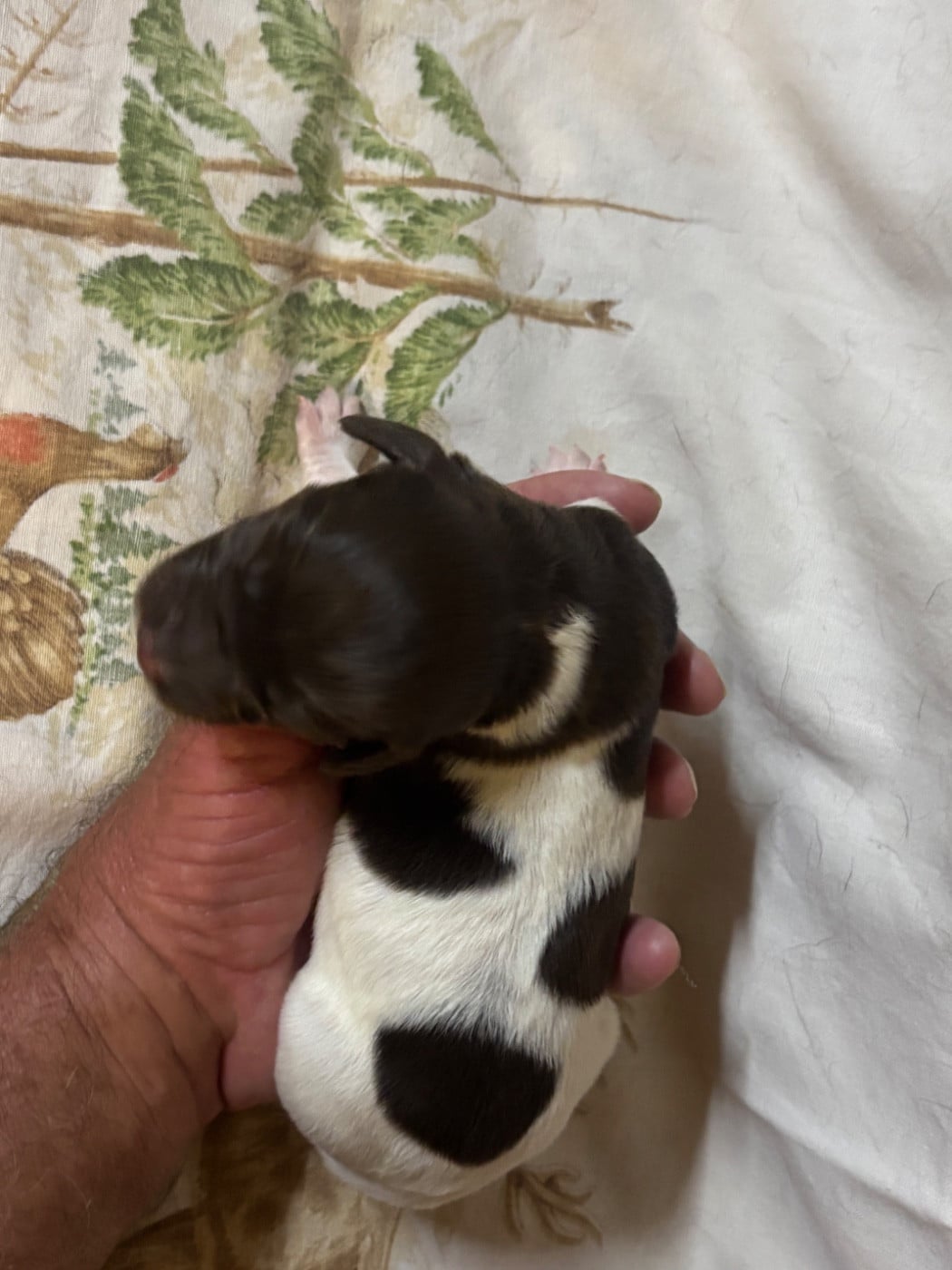 Chiot N°3