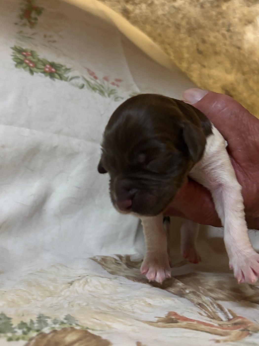 Chiot N°4