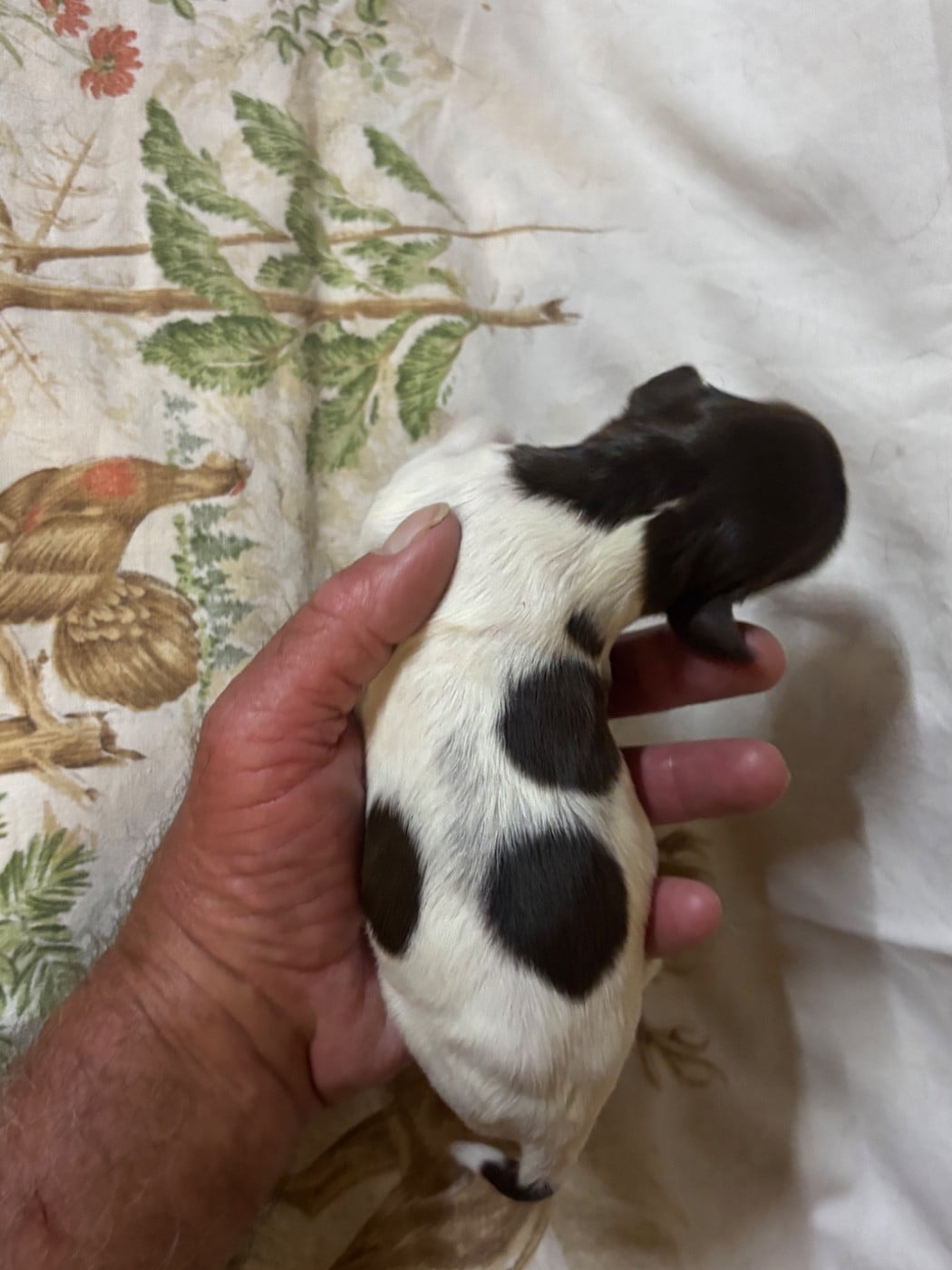 Chiot N°4