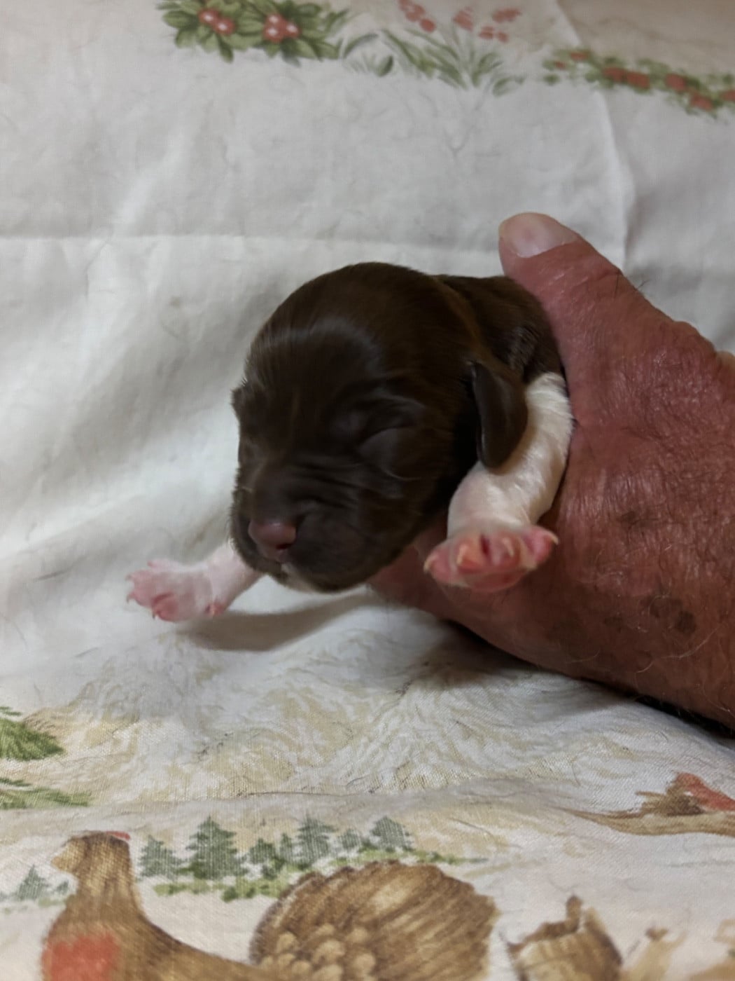Chiot N°5
