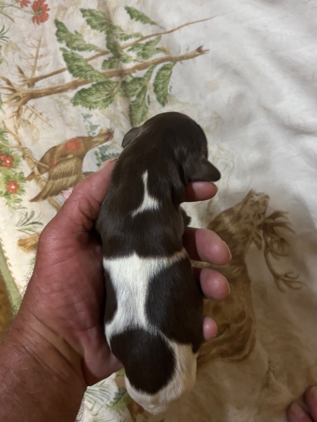 Chiot N°5