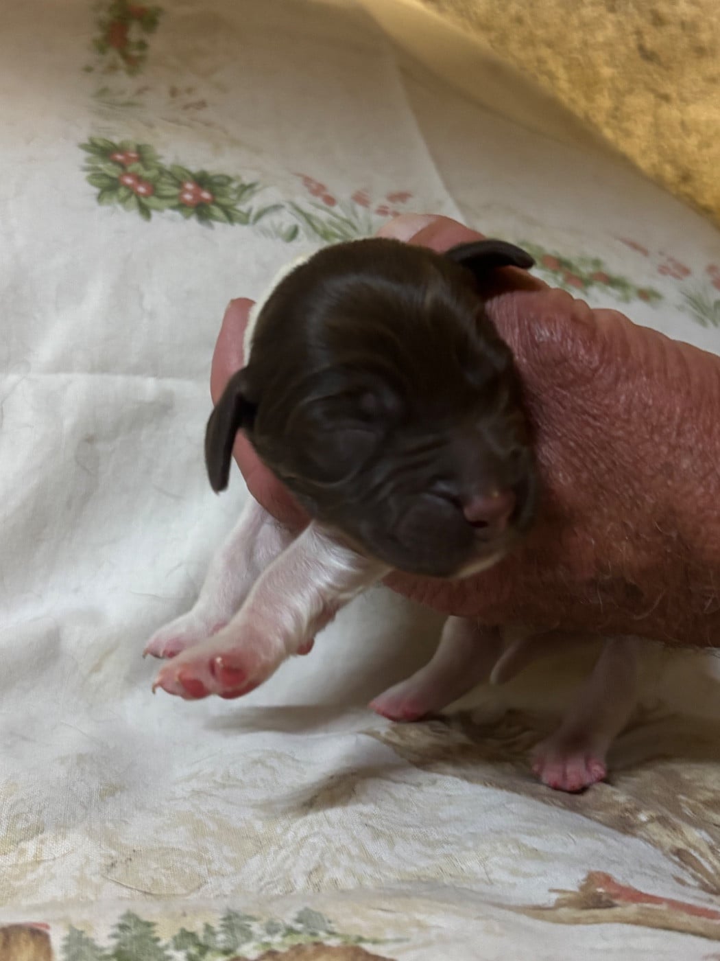 Chiot N°6