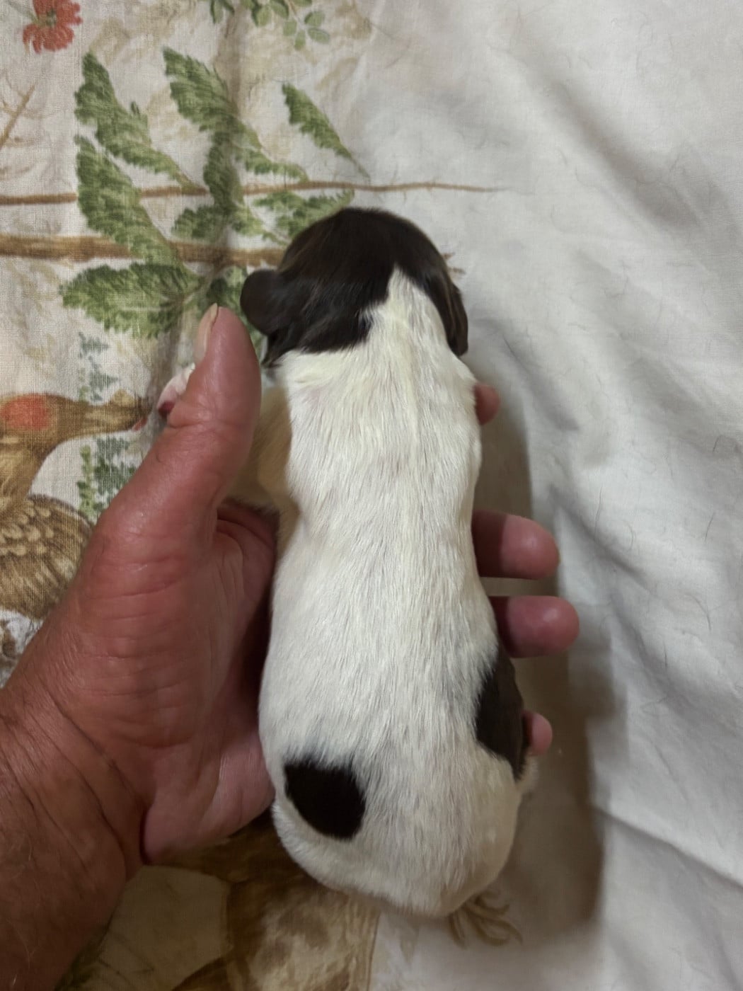 Chiot N°6
