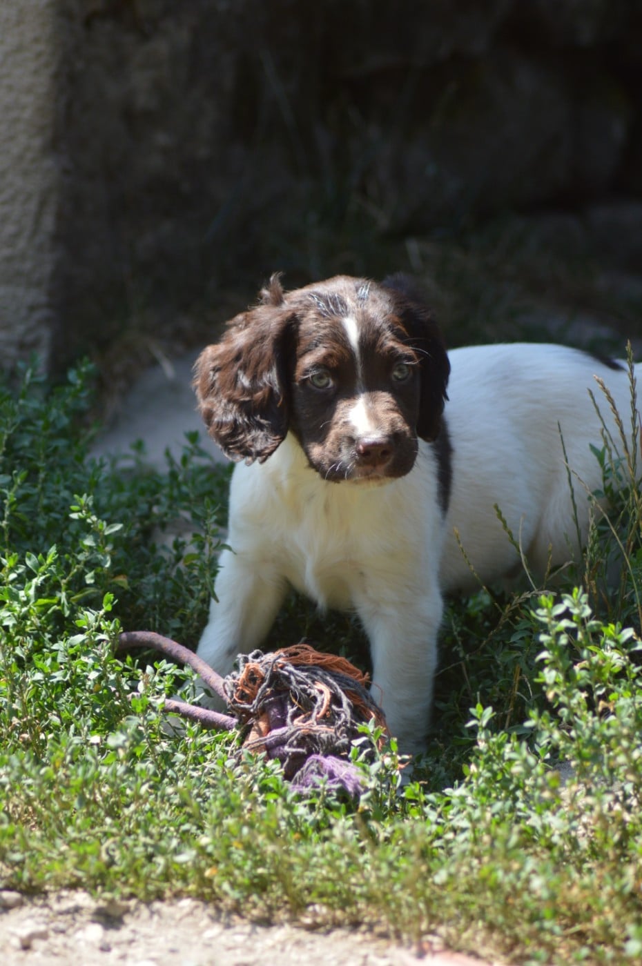 Chiot N°2