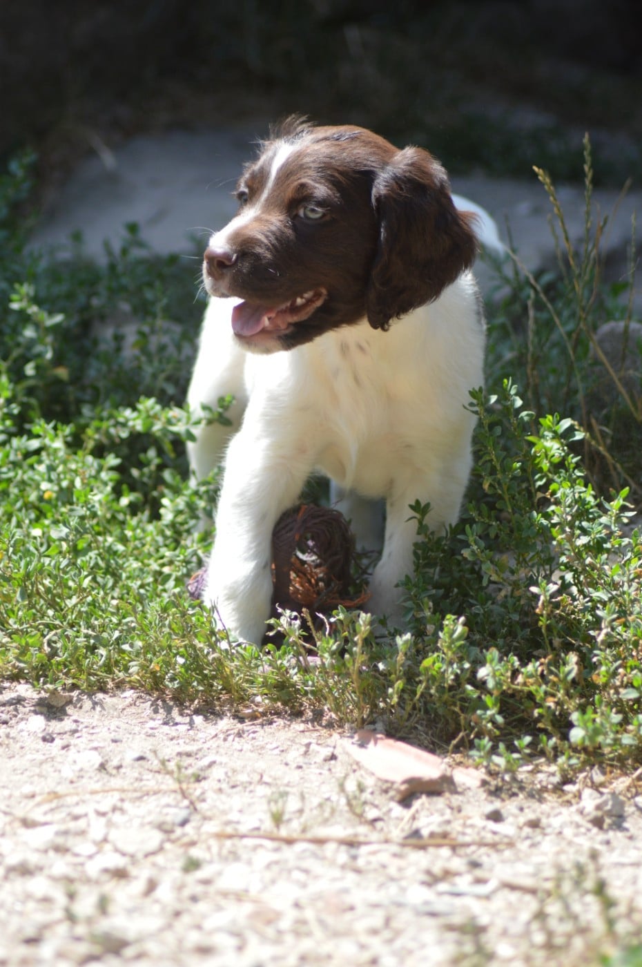 Chiot N°2