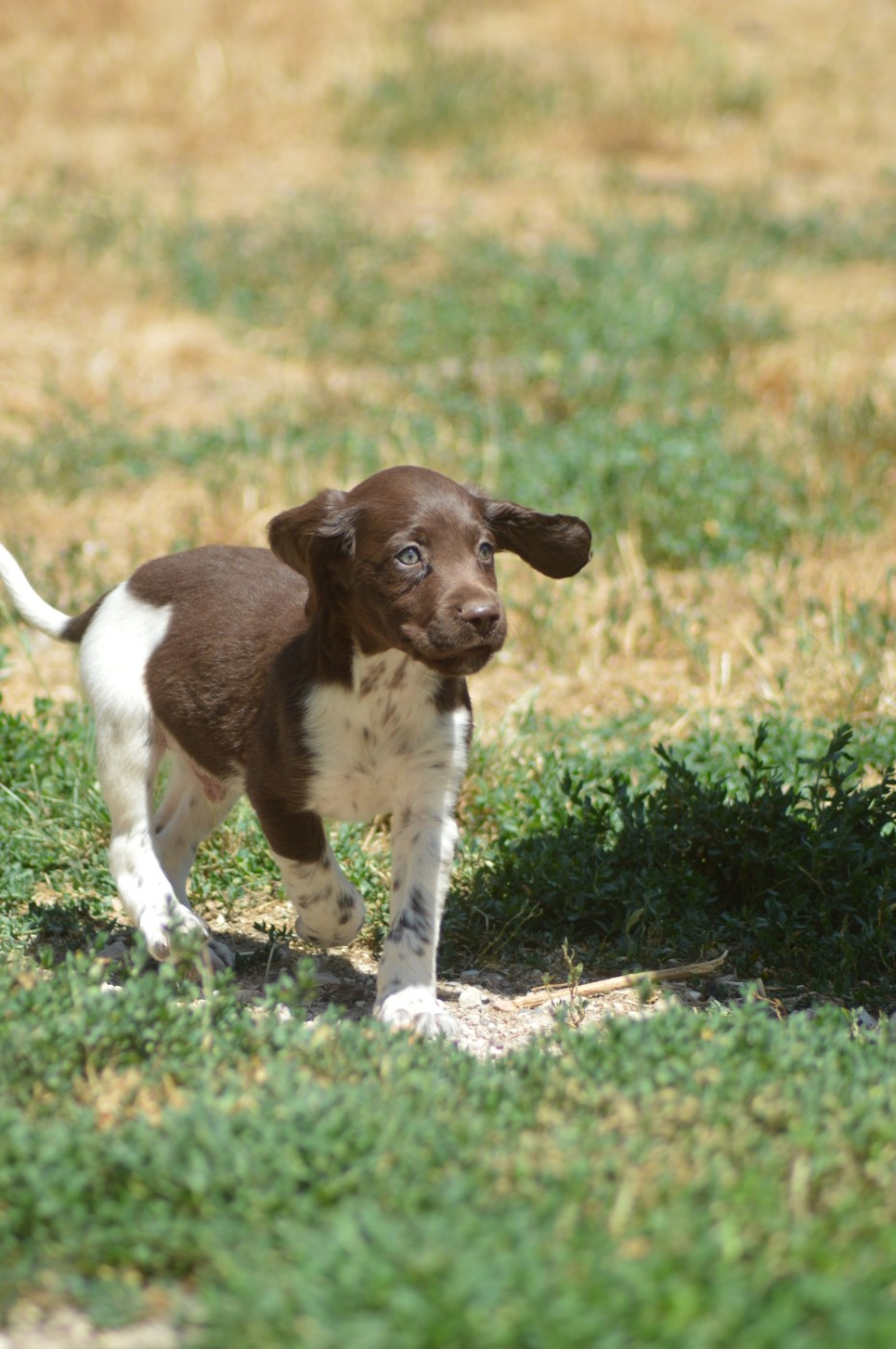 Chiot N°1