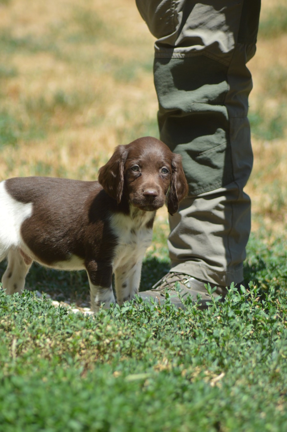 Chiot N°1