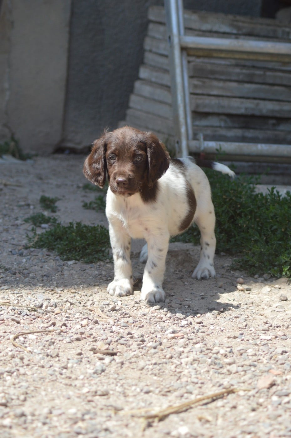 Chiot N°4