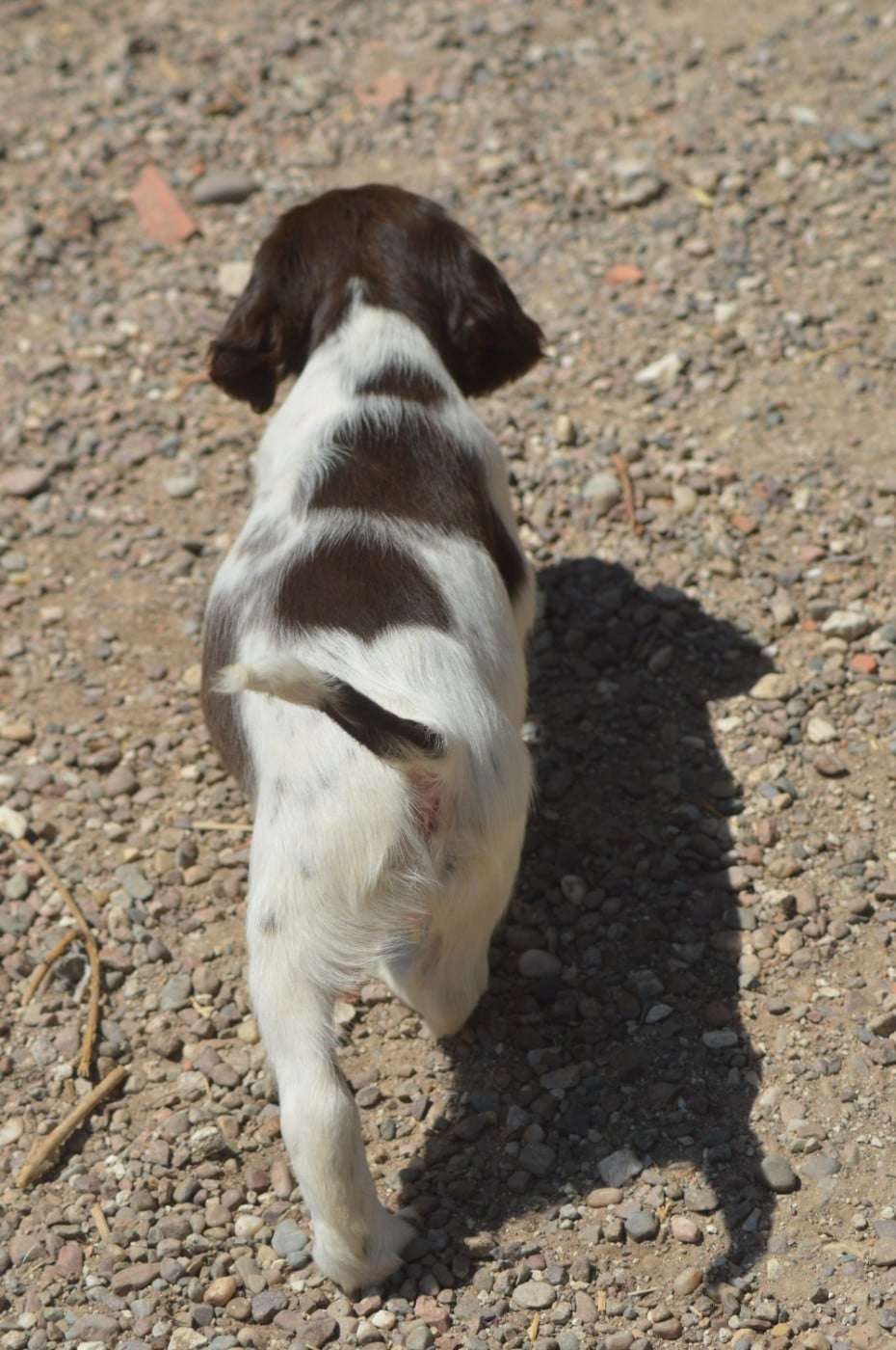 Chiot N°4