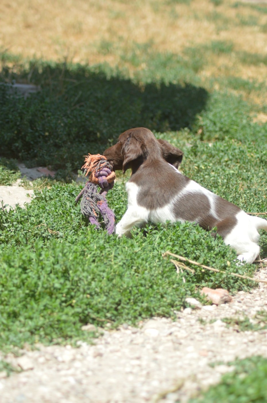 Chiot N°5