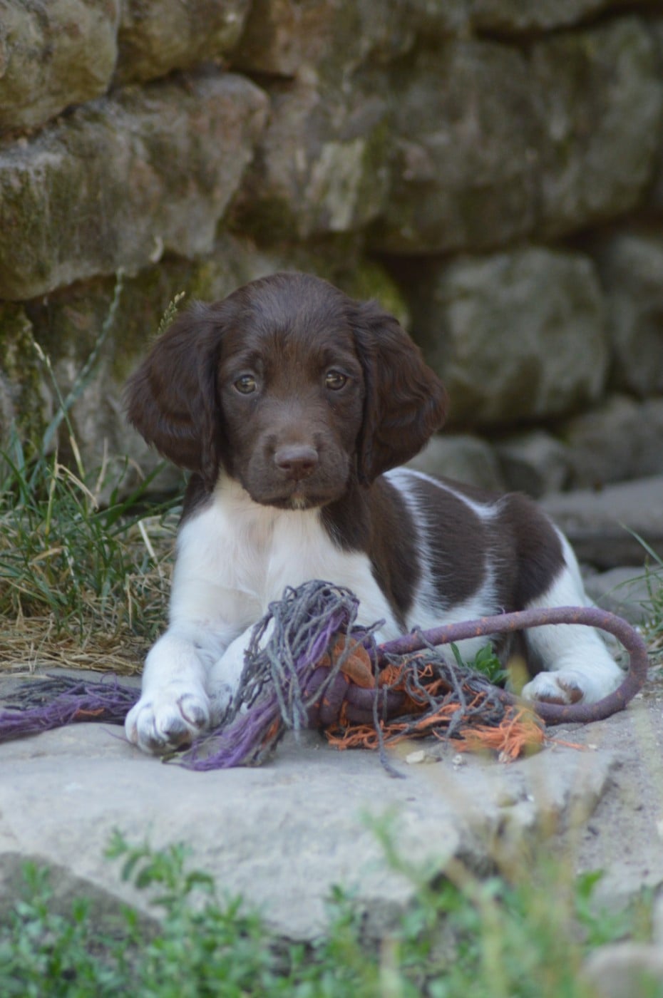 Chiot N°5