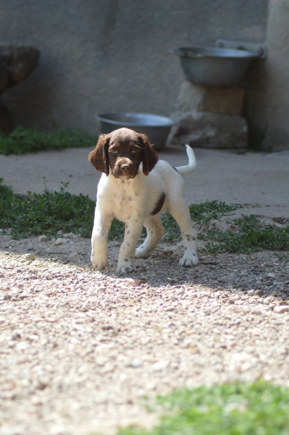 Chiot N°7