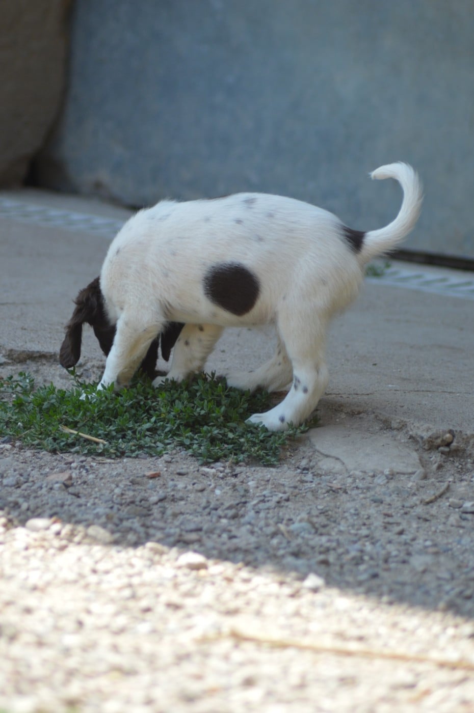 Chiot N°7