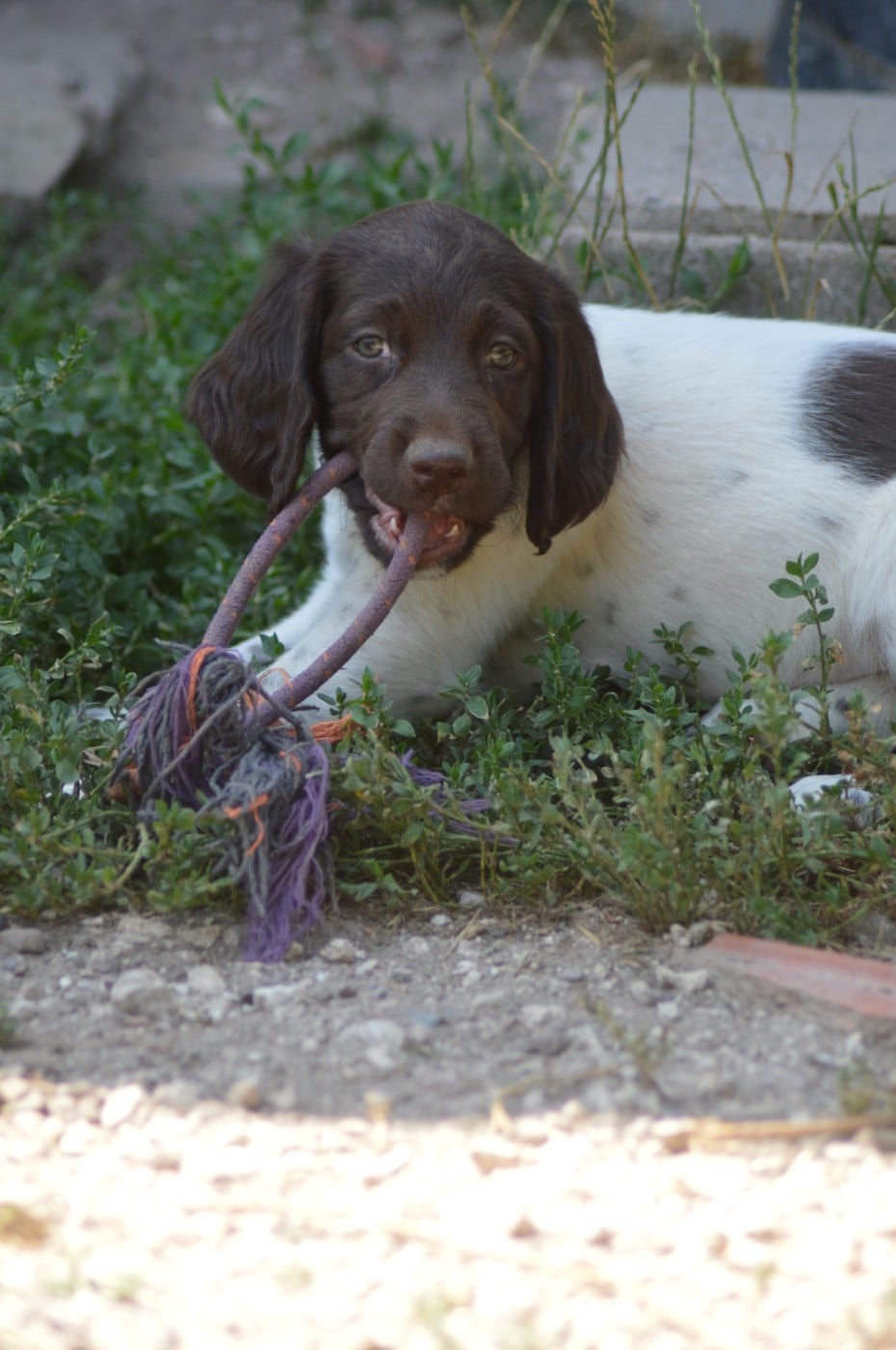 Chiot N°6